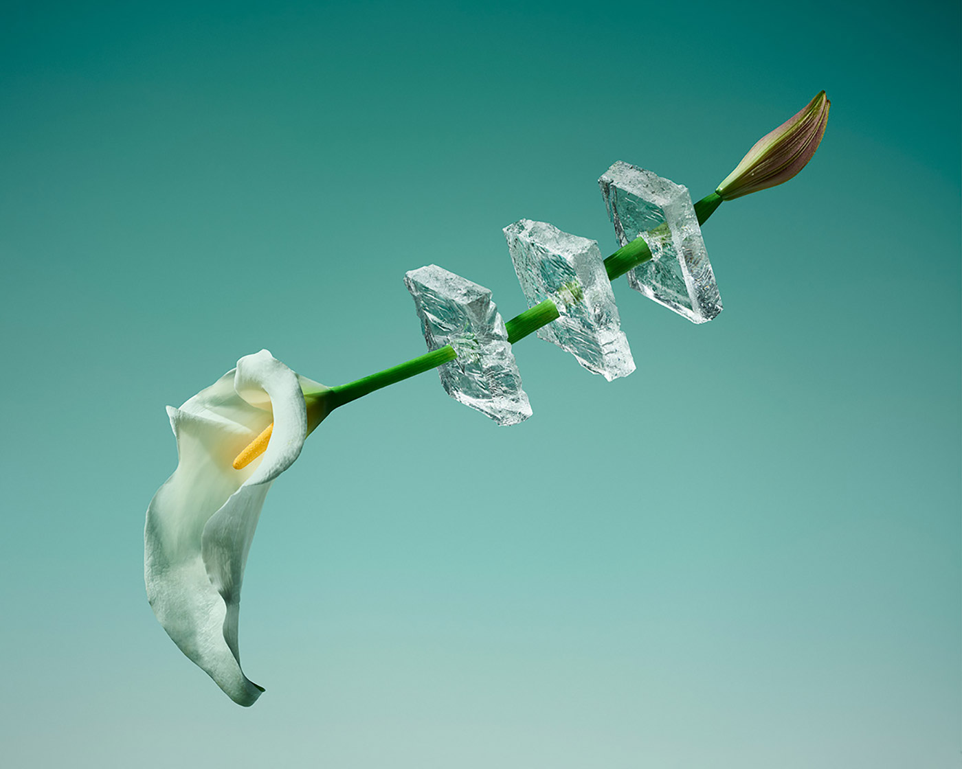 Freezing Flowers Photography cover image