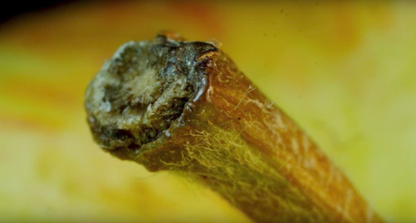Everyday Objects In Macro cover image