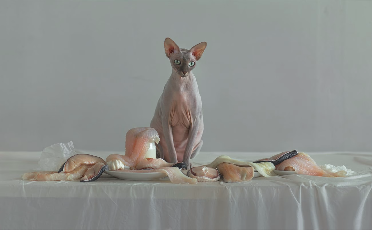 A hairless cat sits on a white table surrounded by various pieces of fish and seafood on plates.