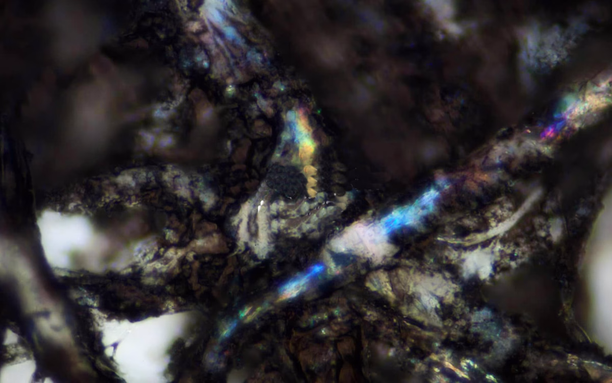 A close-up view reveals intertwining dark fibers with iridescent highlights against a blurred background.