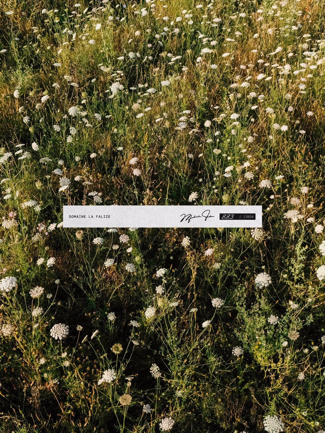 A floral field featuring white flowers, with a branded label for Domaine La Falize in a minimalist design.
