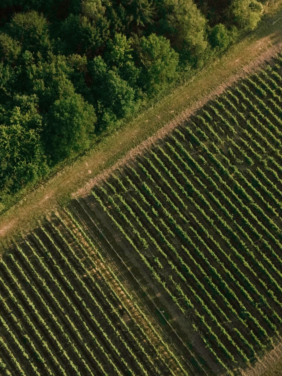 Aerial view of neatly arranged green vineyards contrasting with dense forest along the edge, highlighting Oraio's landscape design.