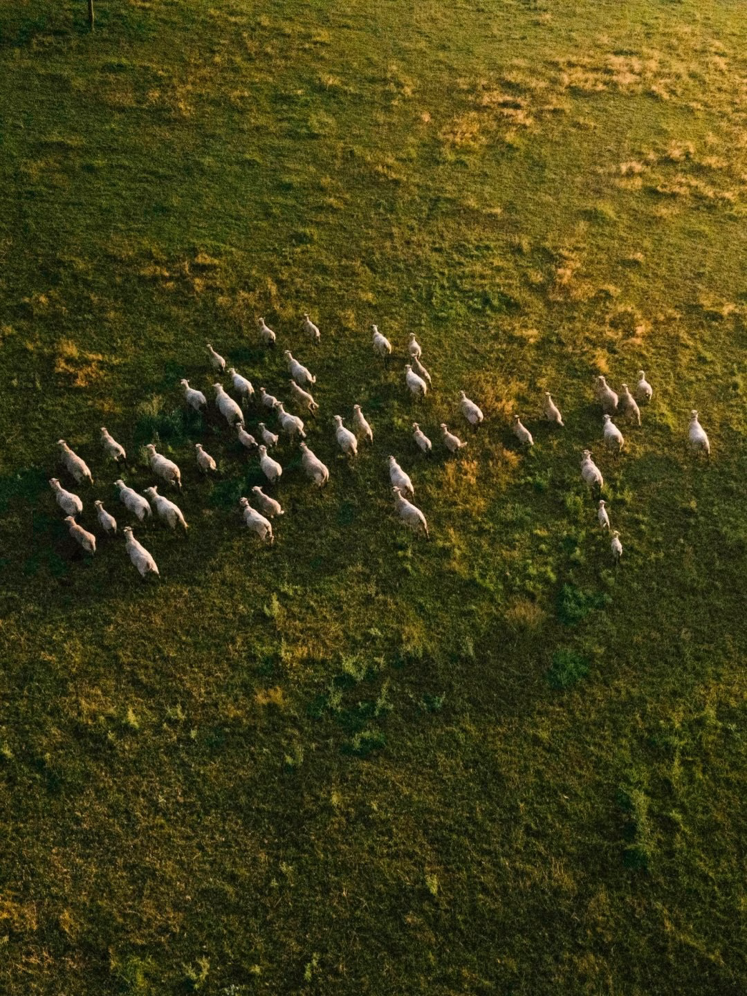 A flock of white sheep grazing on a lush green field, showcasing natural textures in the Oraio project design.