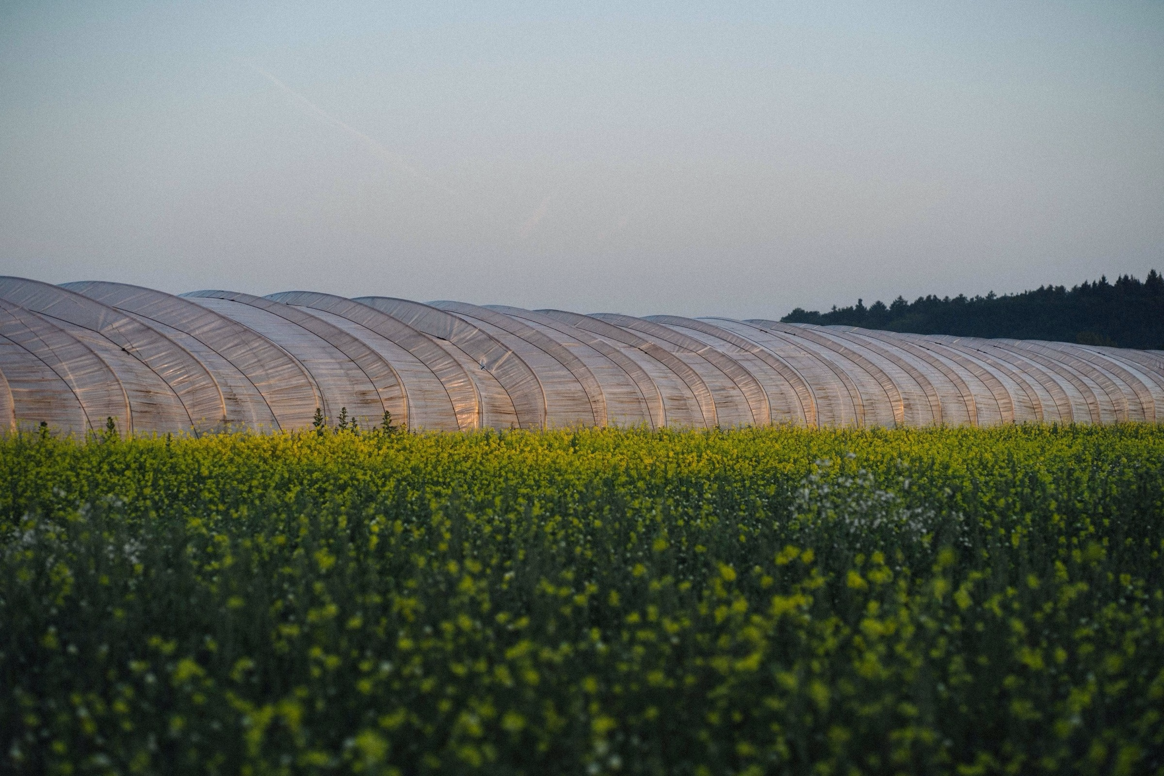 Greenhouse tunnels behind a flowering field at Domaine La Falize, Oraio soy sauce estate