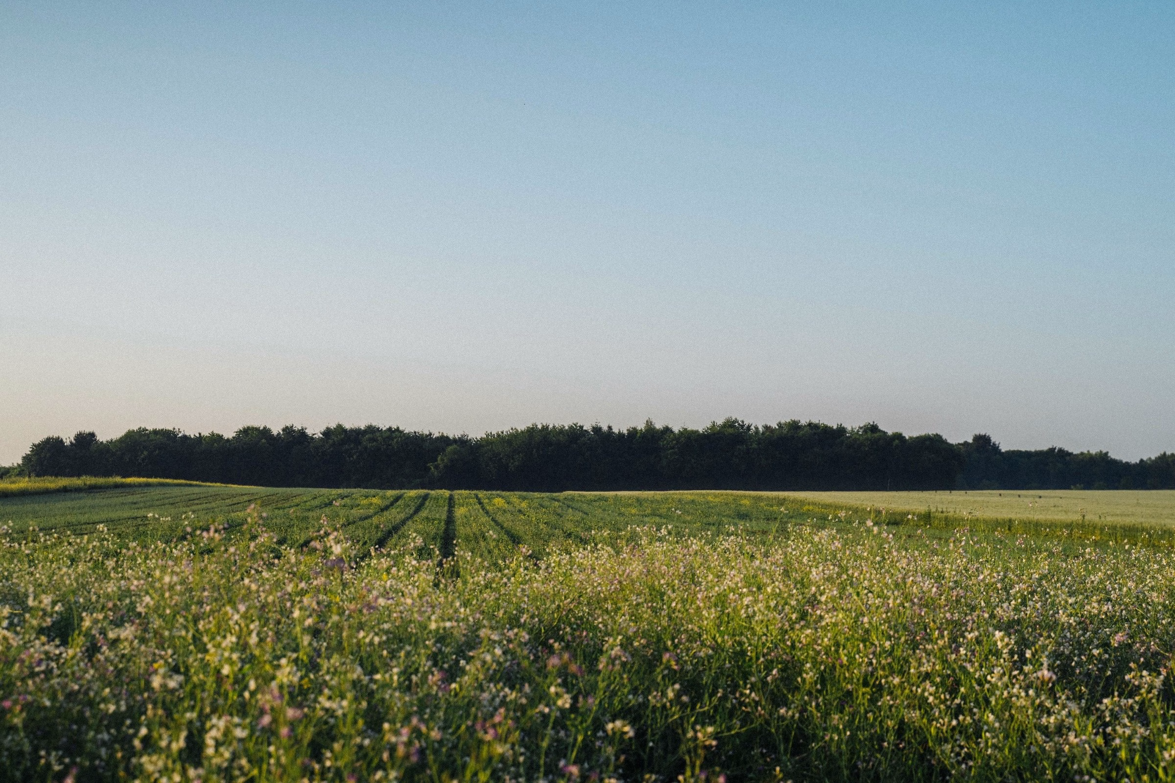 Soybean field at dawn on the Domaine La Falize estate, origin of Oraio soy sauce
