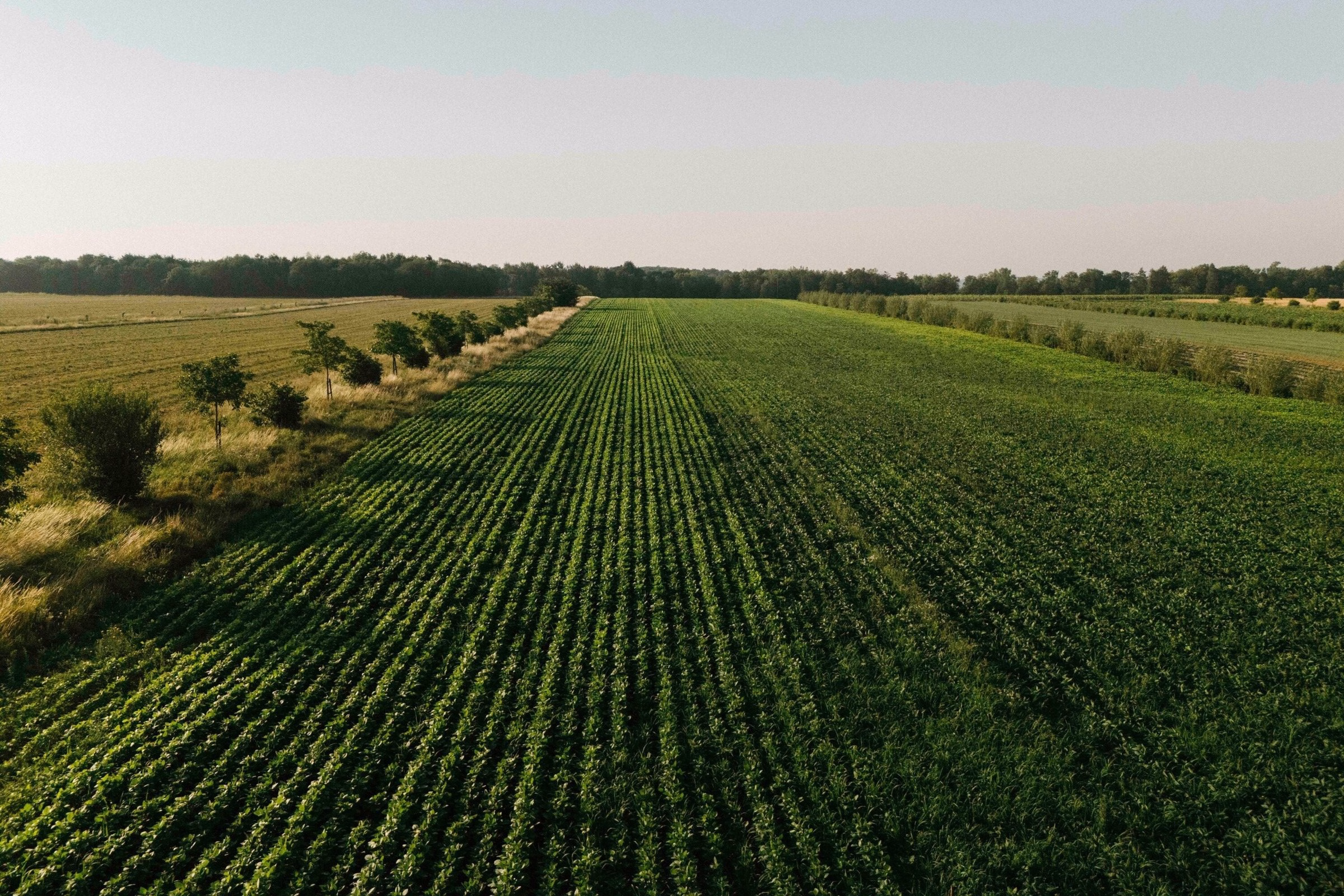 Aerial view of green crop fields and hedgerows at Domaine La Falize