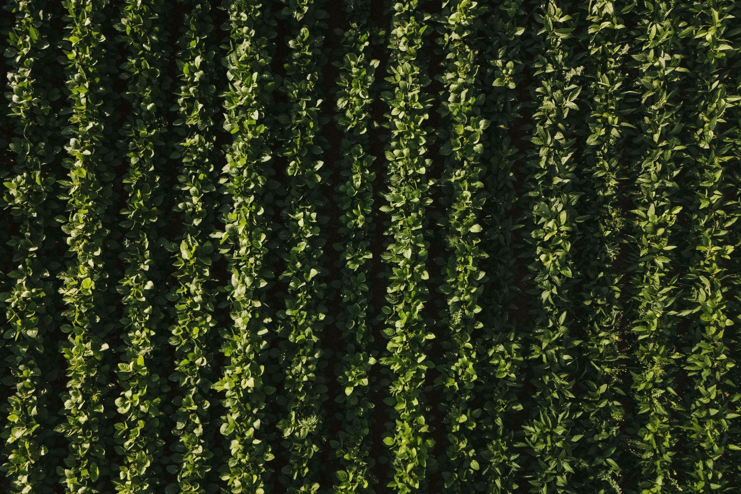 Top-down aerial view of soybean rows grown for Oraio soy sauce in Belgium