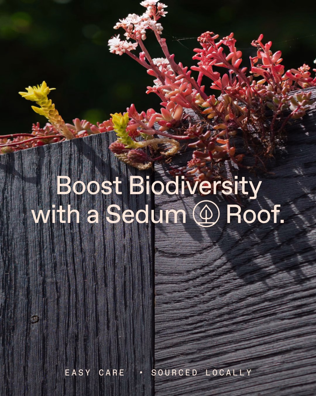 Sedum plants in various colors grow on a textured dark wooden surface, promoting biodiversity in the Little Green Rooms project.