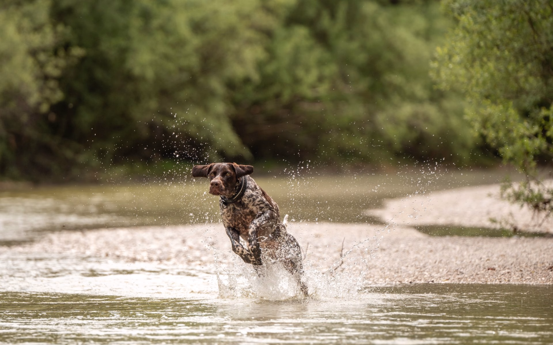 A spotted dog splashes through shallow water, surrounded by greenery, highlighting Carnilove's pet food branding.
