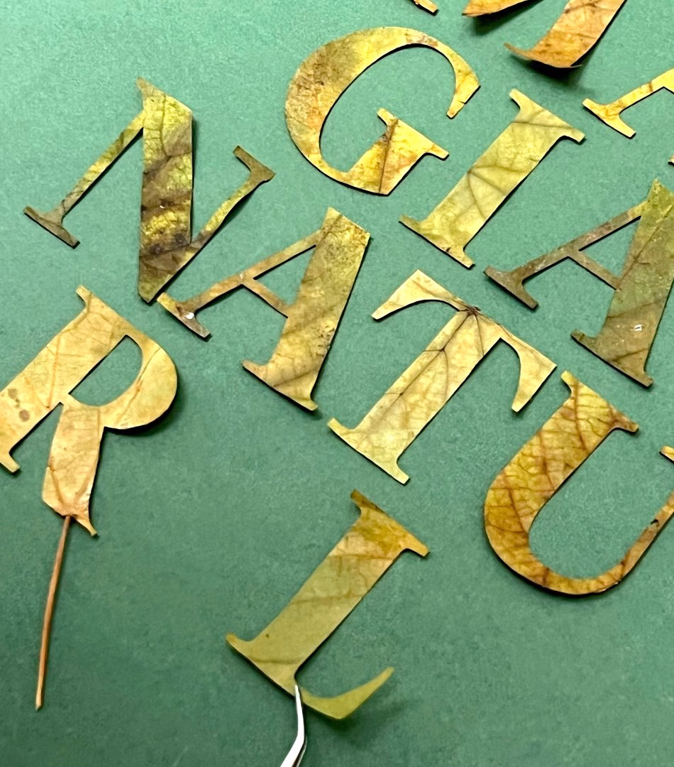 Cutout letters made from leaves on a green background, showcasing unique typography for Alianza’s brand identity project.