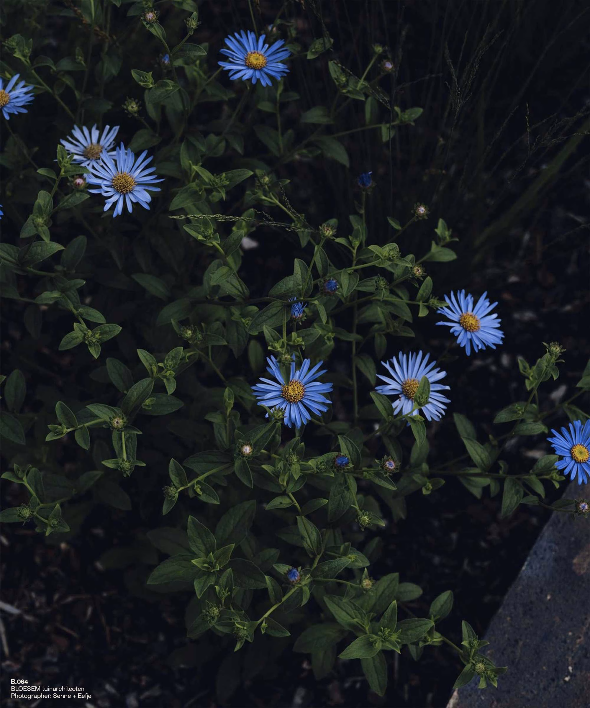 Lush green foliage surrounds vibrant blue flowers, showcasing a contemporary garden design aesthetic for Atlas Garden.