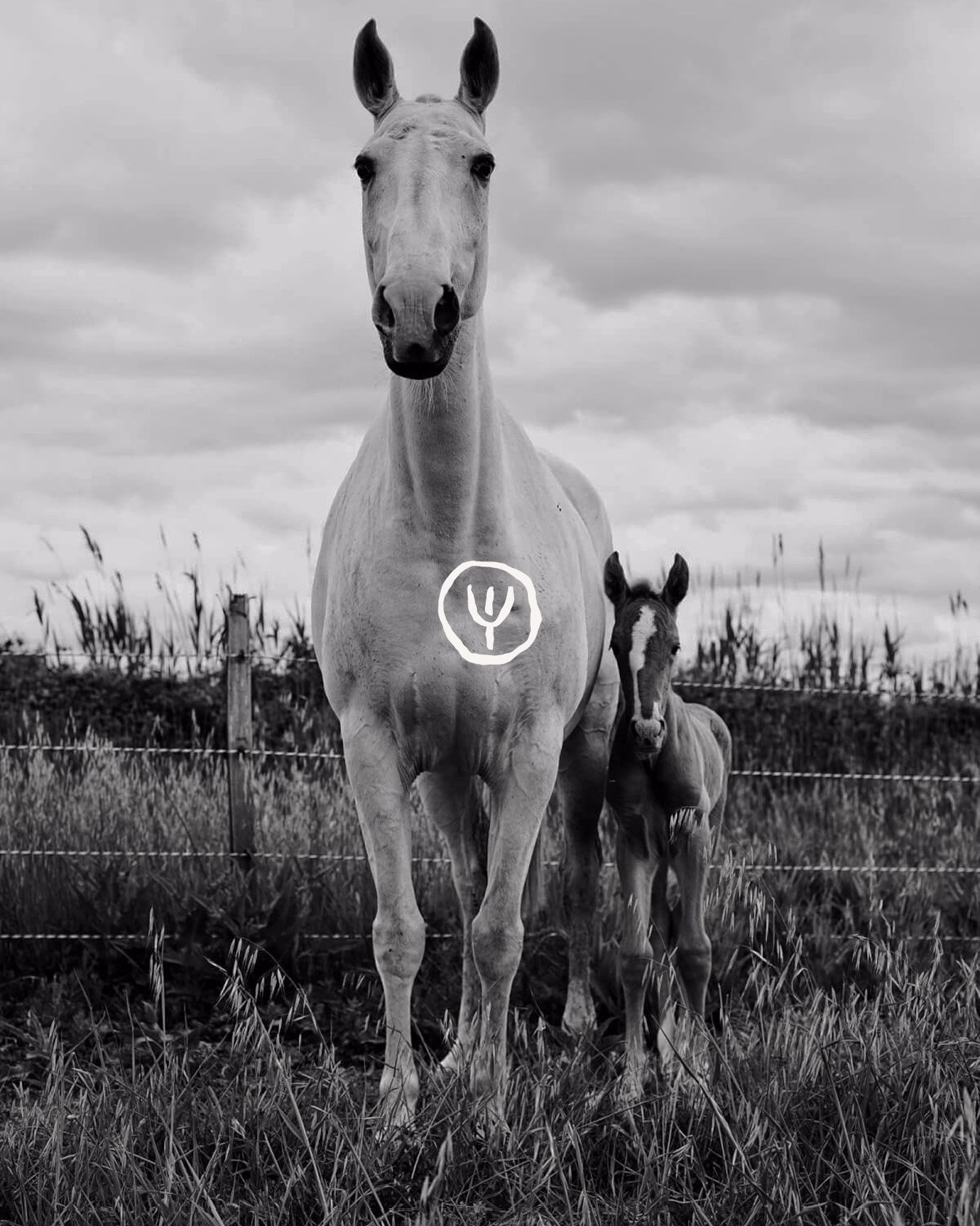 A white horse stands next to a foal in a field, featuring hand-drawn typography on its side, set against a cloudy sky.