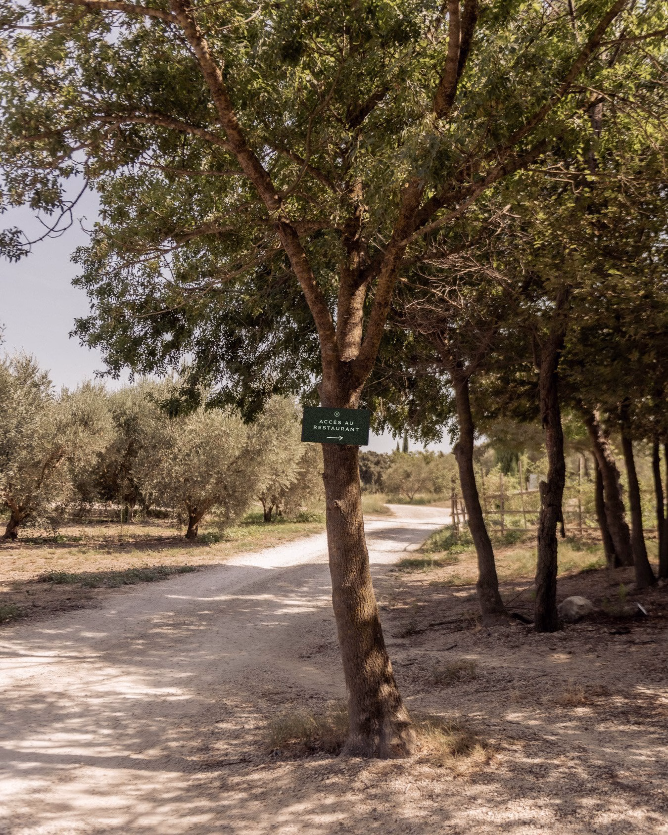 A green sign on a tree reads "Accès au Restaurant," set amidst a sunlit Provençal landscape with olive trees.