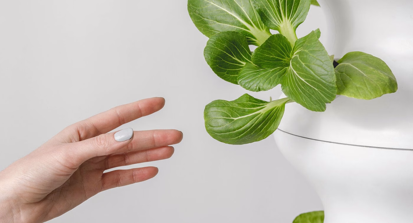 Lettuce Grow Brand Design cover image