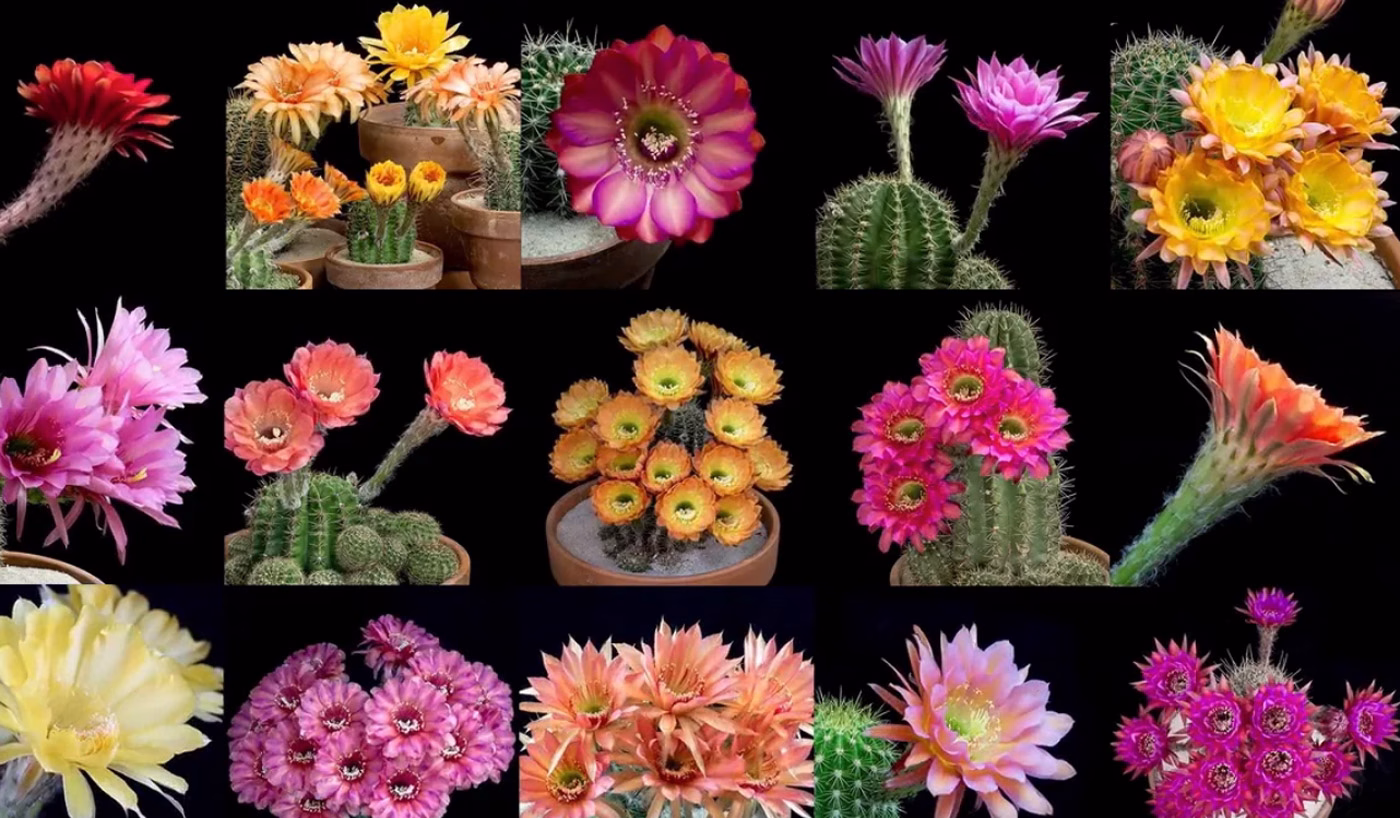 Freaky Flowers cover image
